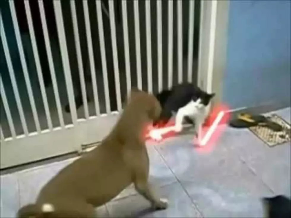 This Cat Knows How To Use The Force [VIDEO]