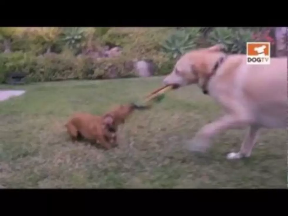 Dog TV Is the New Cable Channel Dogs (and Dog Lovers) Actually Want to Watch [VIDEO]