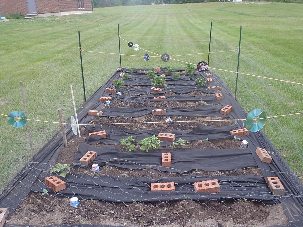 Cars 108 Garden is in the Ground and Growing!
