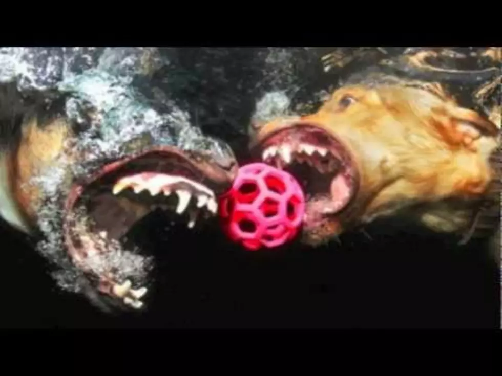 Amazing Video Of Dogs Playing Underwater [VIDEO]