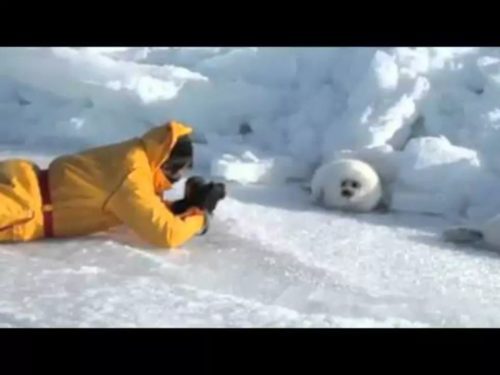 Too Cute Video Of A White Harp Seal Set To Very Clever, Funny Song [VIDEO]