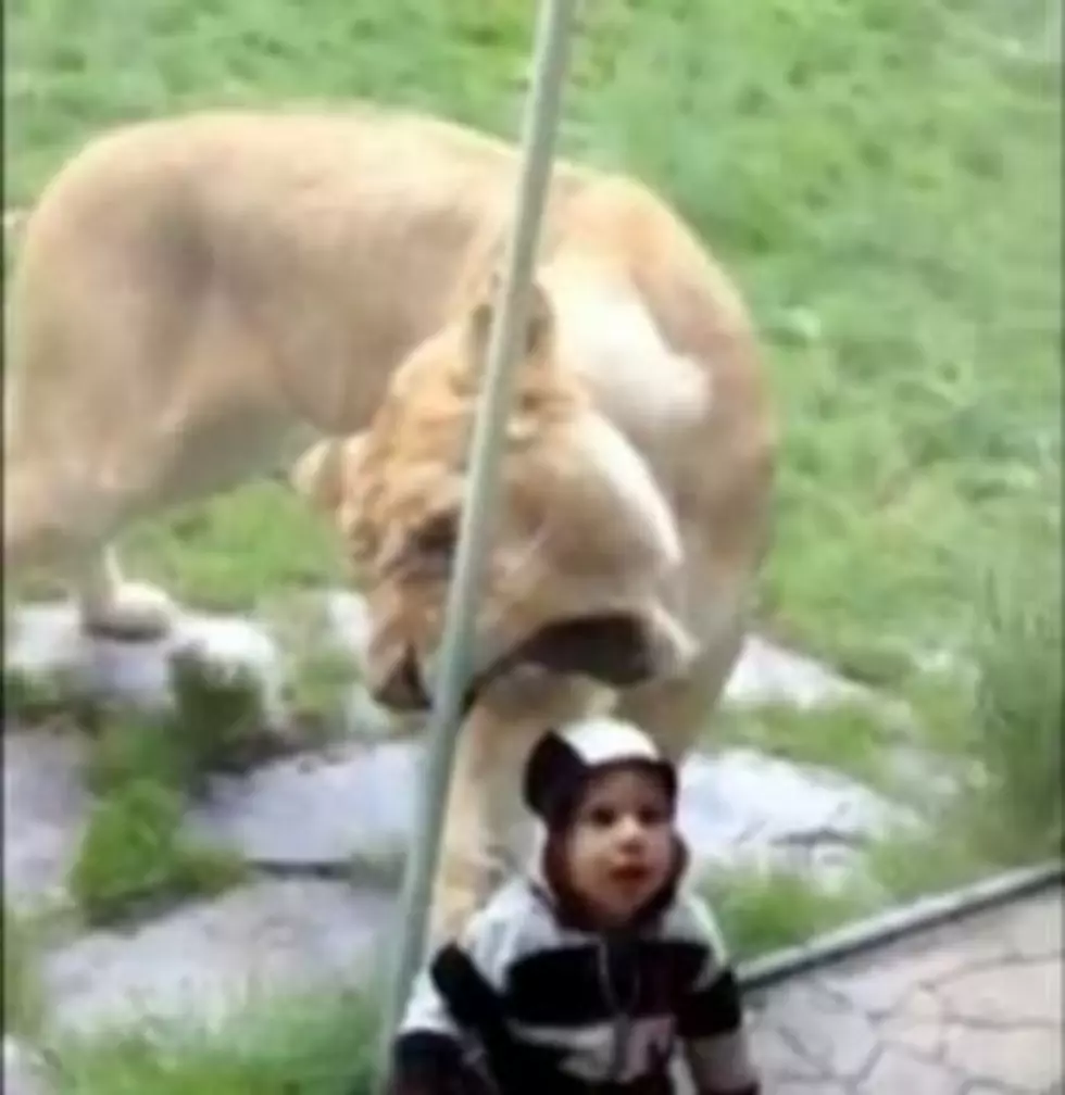 Zoo Lion Wants To Eat Baby Through Glass [VIDEO]
