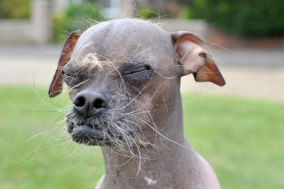 And The The Award For Ugliest Dog Of 2012 Goes To? [VIDEO]