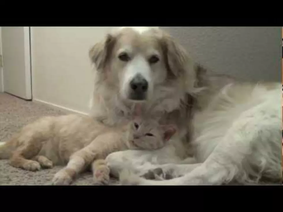 Cats And Dogs Don&#8217;t Hate Each Other After All [Video]