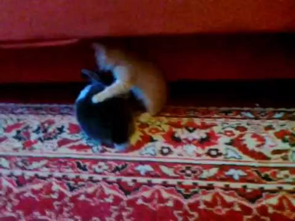 Adorable &#8211; Kitten and House Bunny Romp In Living Room [Video]