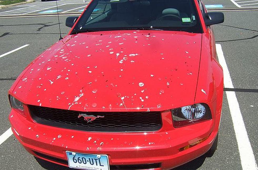 Red Cars/Trucks Are For The Birds – Literally!