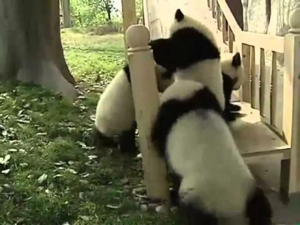 Watch Four Baby Panda Bears Play On A Slide [Video]