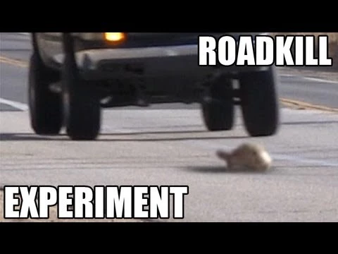 roadkill experiment