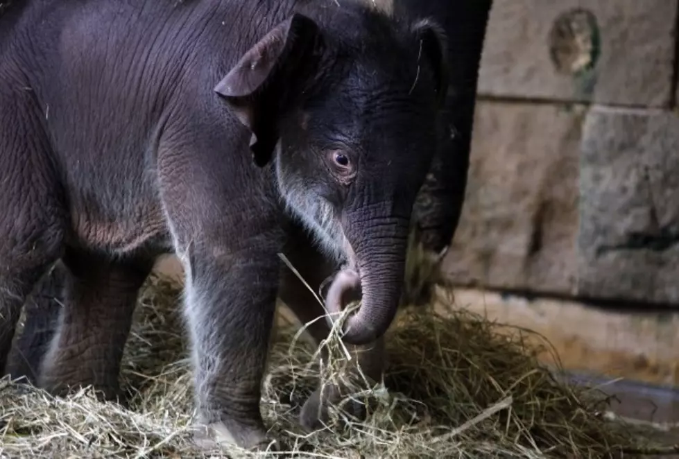 Orphaned Baby Elephants Find A New Home In First Of Its Kind Orphanage [Video]