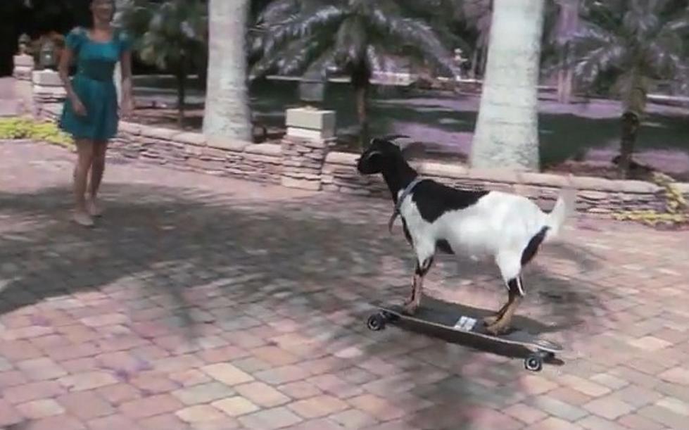 Skateboarding Goat Set World Record [VIDEO]