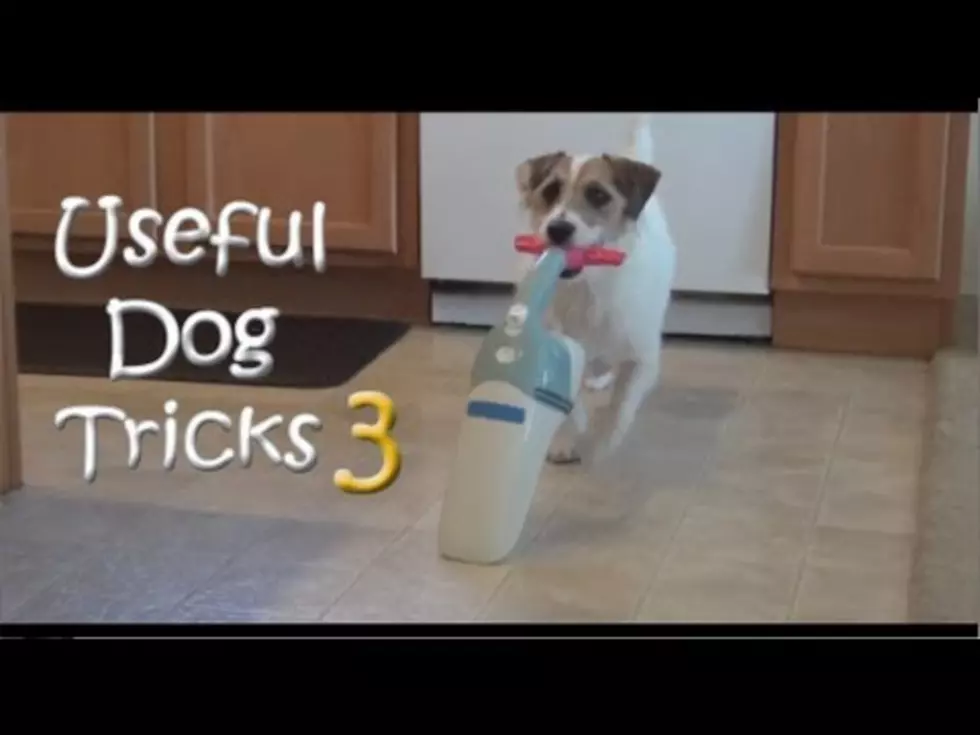 How A Super Dog Spends His Day &#8211; Not Napping [Video]