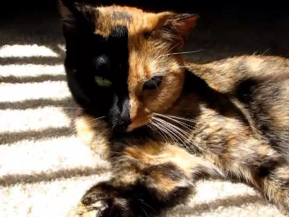 Striking Two Faced Cat Video Goes Viral [Video]