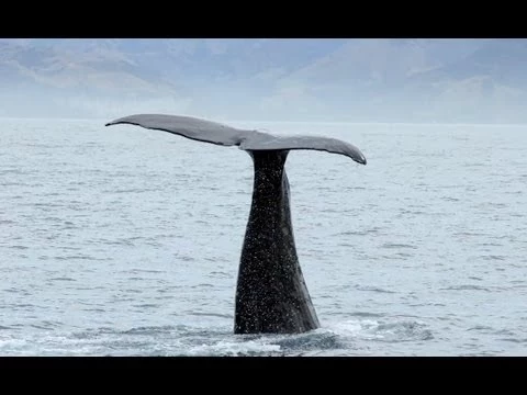 whale vomit