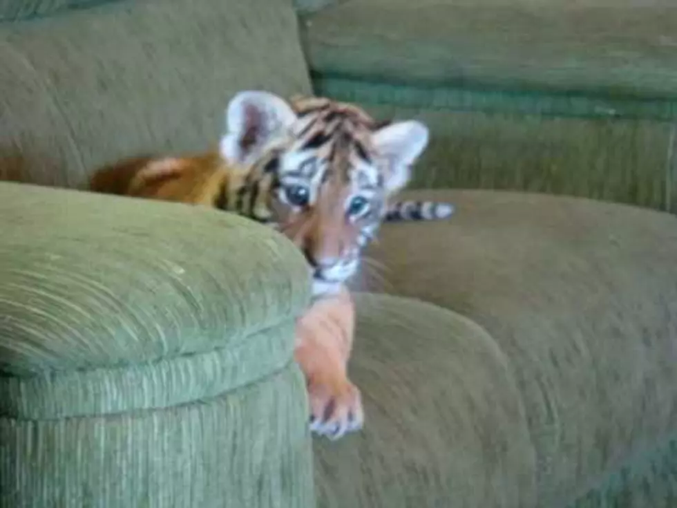 Adorable – Tiger Cub Plays With Chihuahua [Video]