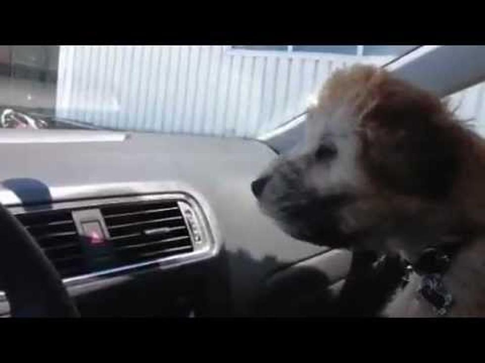 Puppy Vs. Air Conditioner [VIDEO]