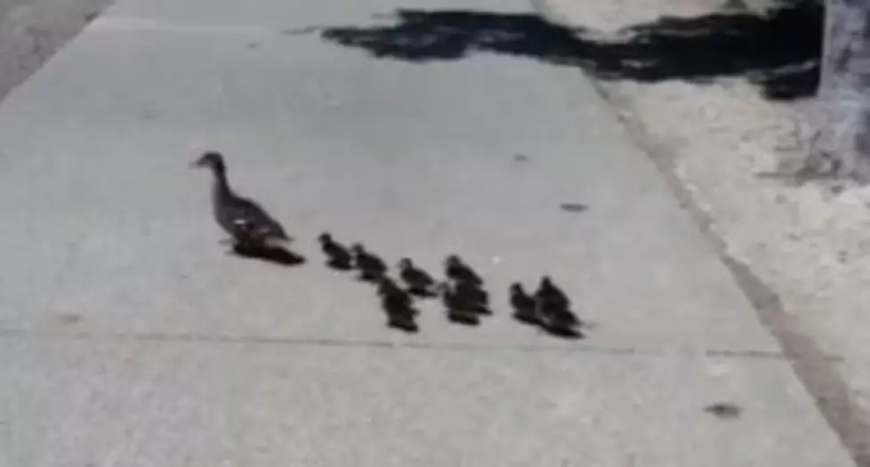 Real Life &#8216;Frogger&#8217; With Ducks [VIDEO]