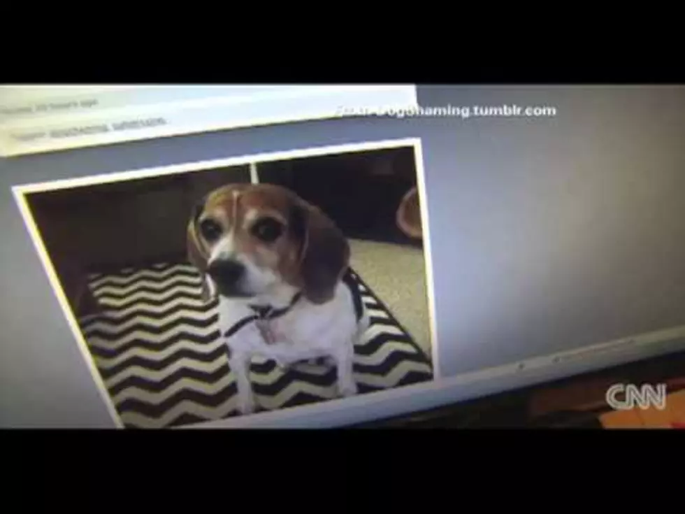 New Trend &#8211; &#8216;Shaming Your Pet&#8217; [VIDEO]