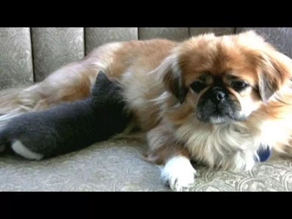 Dog Takes In And Nurses Stray Kitten [VIDEO]