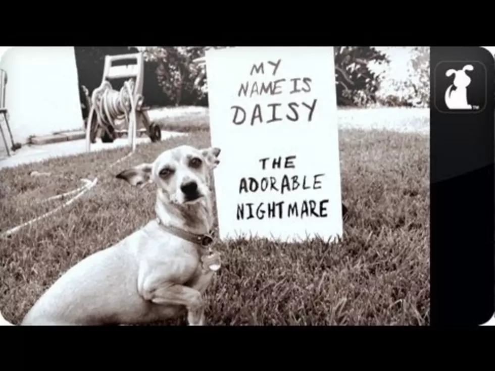 Watch This Chihuahua – Daisy the Adorable Nightmare [Video]