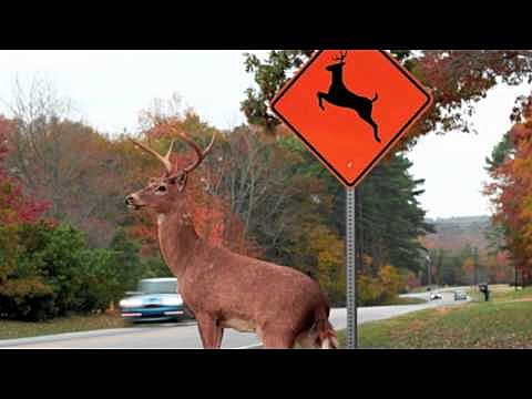 deer crossing