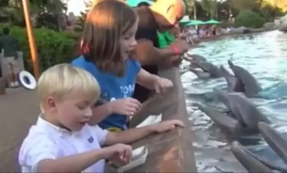 Watch: Dolphin Bites Eight-Year-Old Girls Hand At SeaWorld [VIDEO]