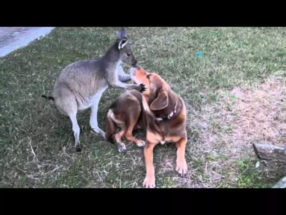 Kangaroo And Dog Kissing Proves That Animals Don’t Have Our Stereotypes [Video]