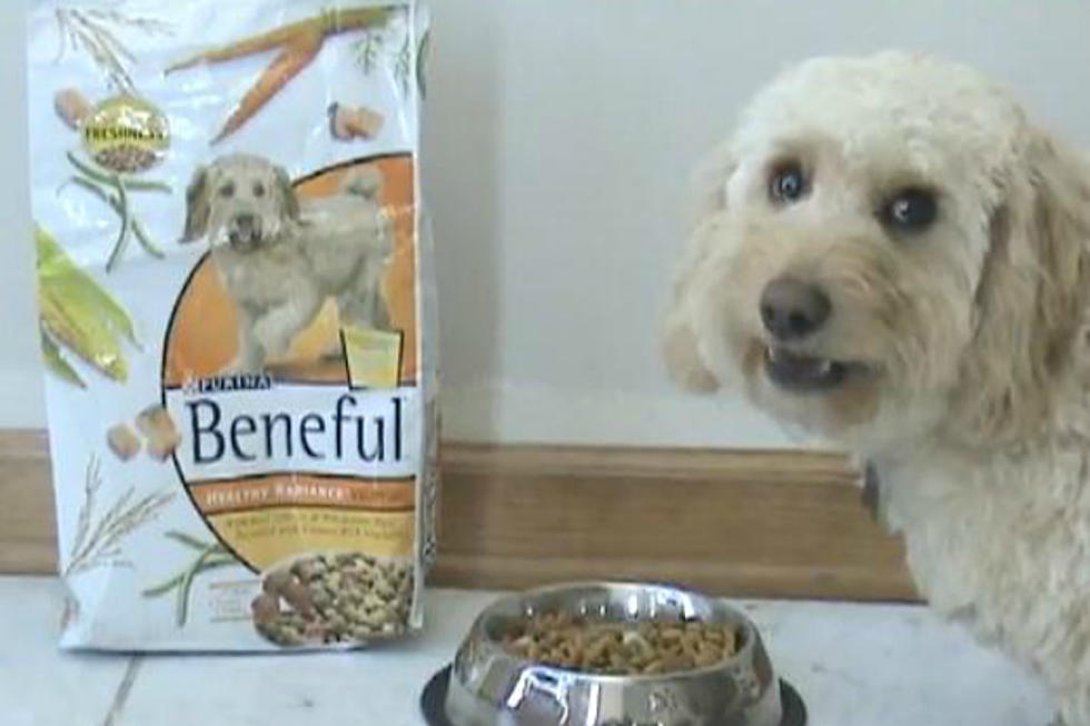 Is Nestle Purina’s Beneful Poisoning Dogs?