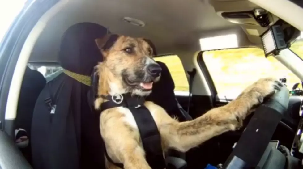 Dogs Can Drive Cars..It&#8217;s True Look! [VIDEO]