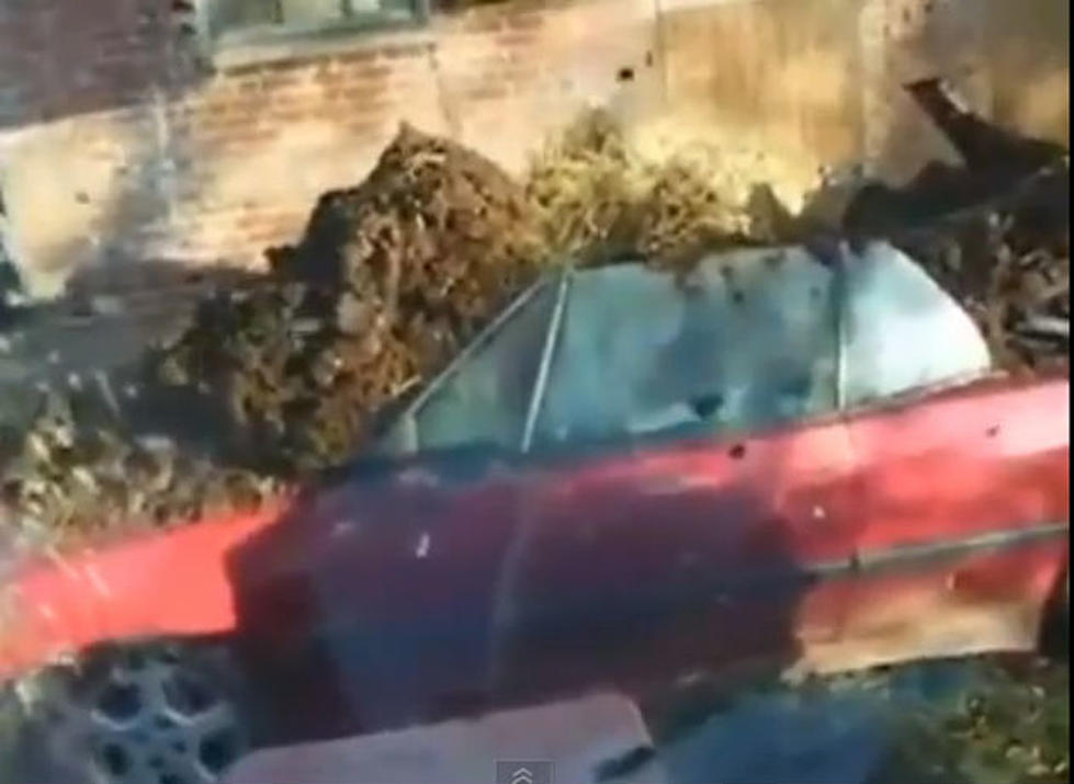 Watch A Cheating Spouse Get A Car-Full Of Horse Manure [Video]