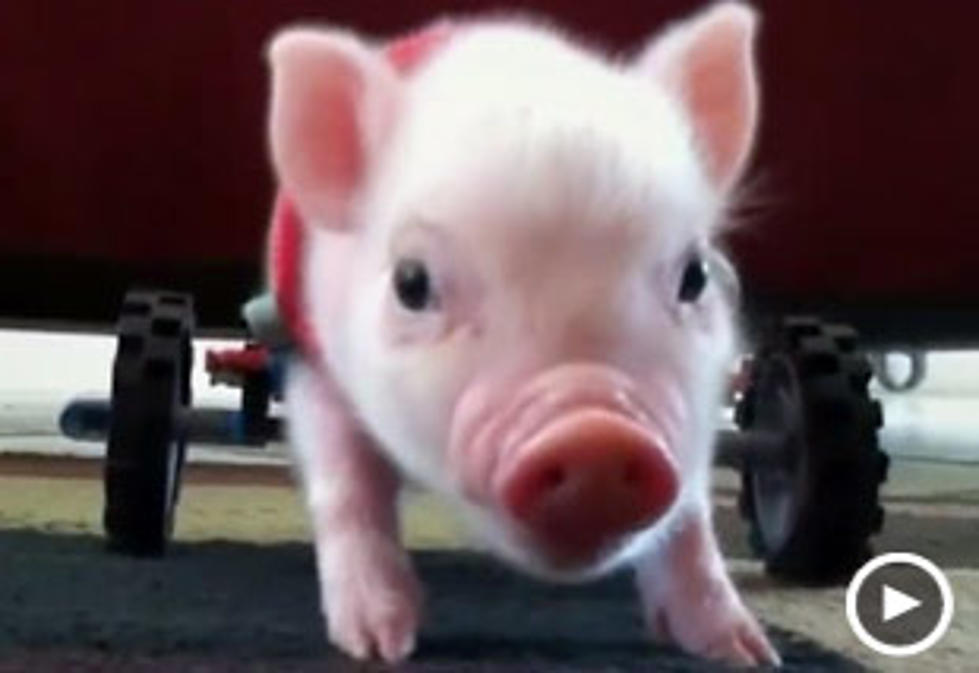 Meet Chris P. Bacon-Pig In A Wheelchair [VIDEO]