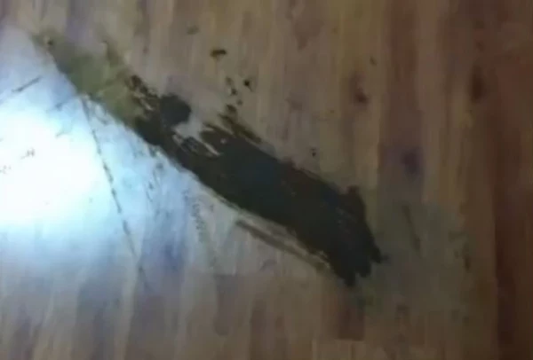 Hysterical! Dog Poop Meets Roomba [Video]