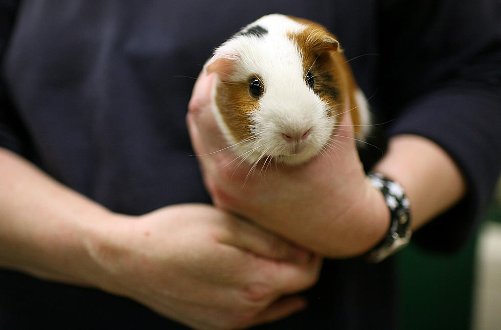 GVSU Agrees To Pay $40,000 To Student Because They Restricted Her Access To Therapy Guinea Pig