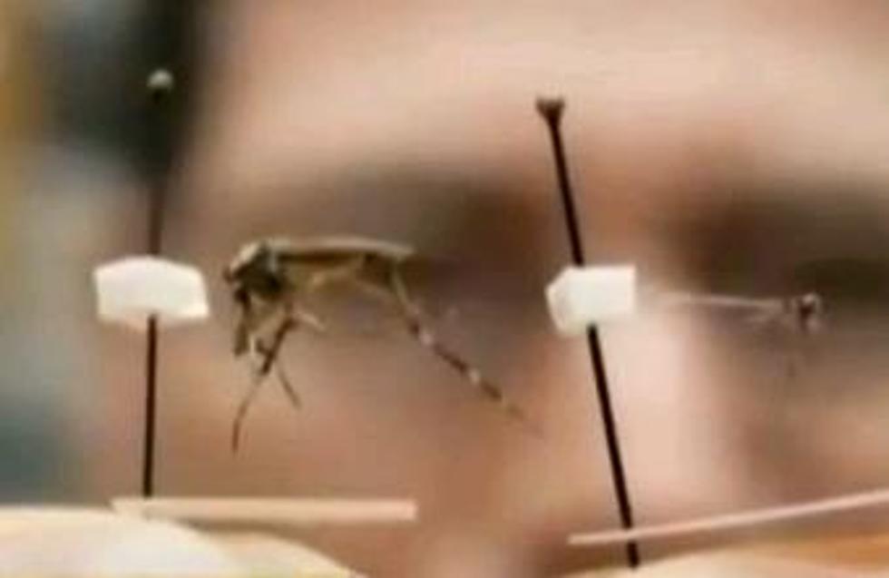 Giant Mosquitoes Set To Invade Florida This Summer