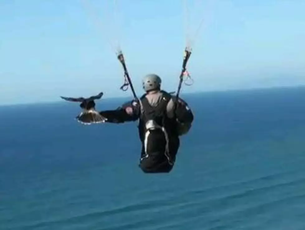 What Is Parahawking? [VIDEO]