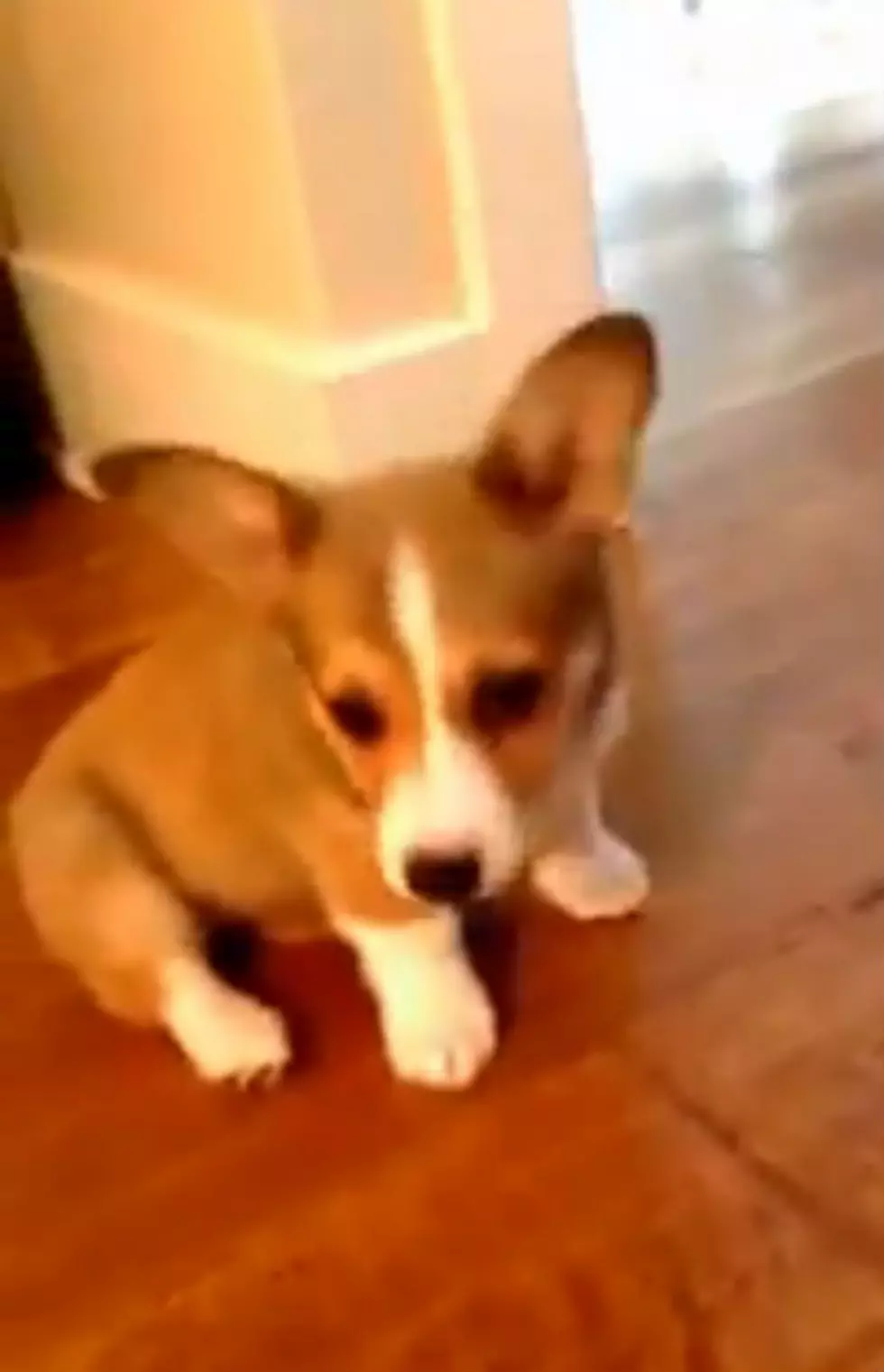 Scout The Corgi Puppy Knows Just What To Do with A Killer Piece Of Cutlery [Video]