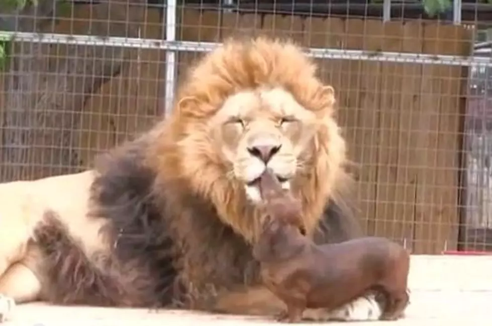 A Lion Gets His Teeth Cleaned&#8230; By A Dachshund? [VIDEO]