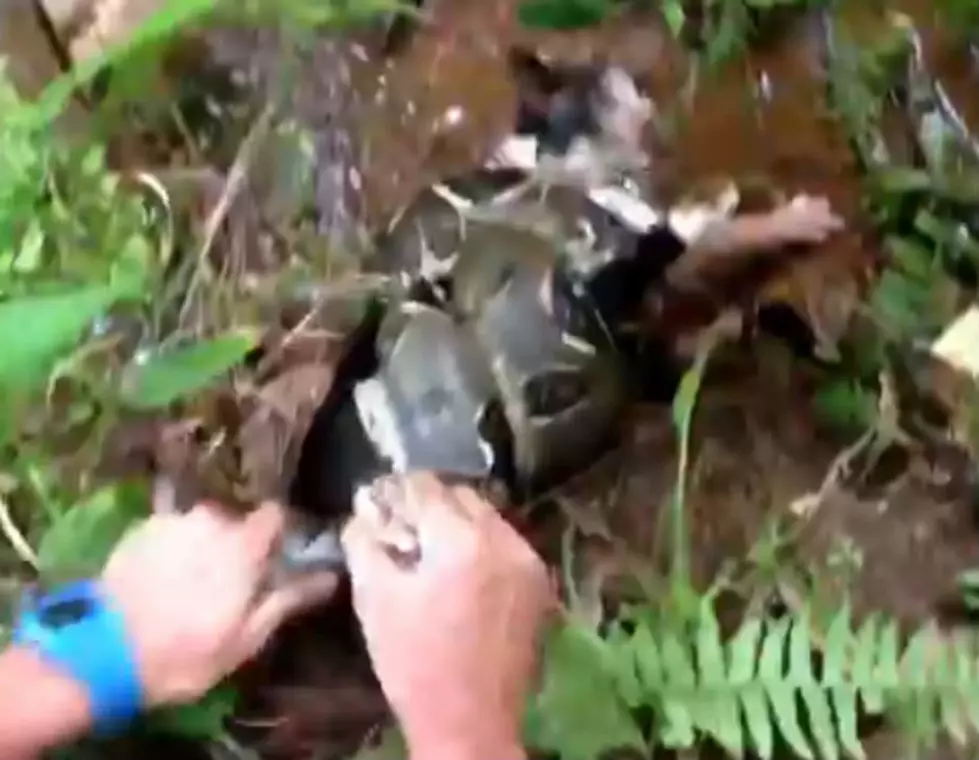 Brave Man (Or Complete Idiot) Saves Cat From Boa Constrictor! [Video]
