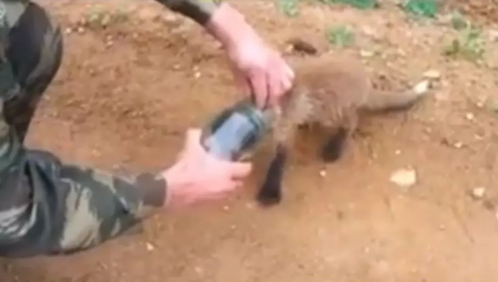 Trusting Baby Fox Approaches Human Strangers For Help [Video]