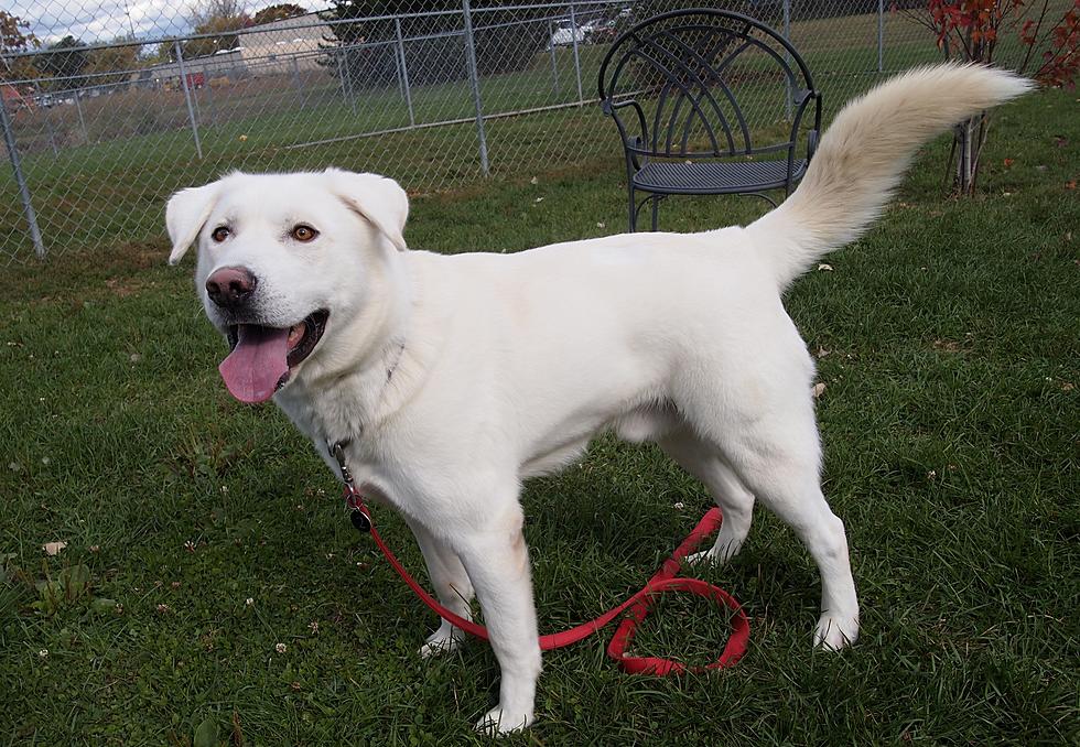 Spanky — Cars 108’s Adoptable Pet of the Week