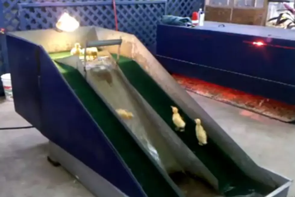 Watch Baby Ducks On A Waterslide [Video]