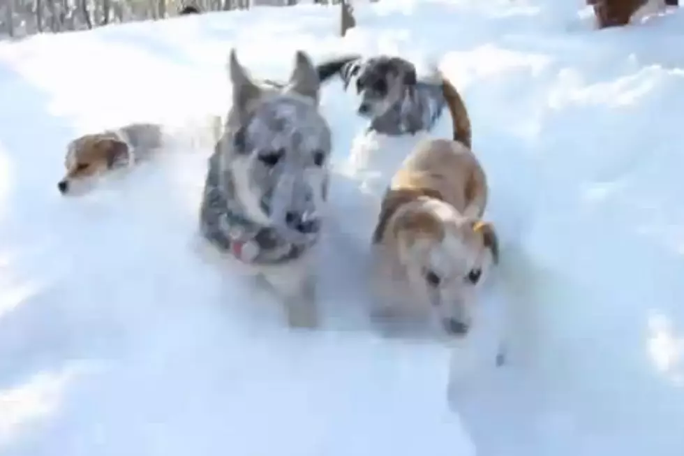 Doggy Day Care Pups Prove That Some Michiganders Do Like The Snow [Video]