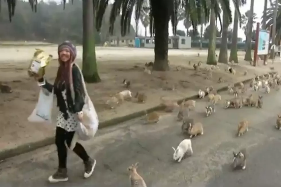 Where And Why Is This Tourist Being Swarmed By Hundreds Of Friendly Bunnies? [Video]