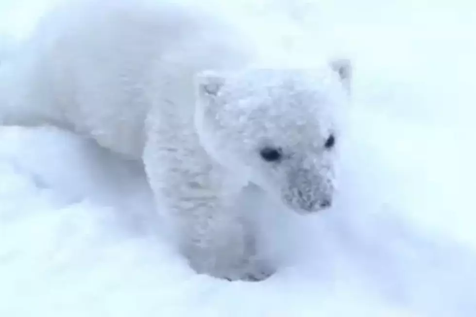 Pick The Perfect Name For This Adorable Baby Polar Bear Cub! [Videos]