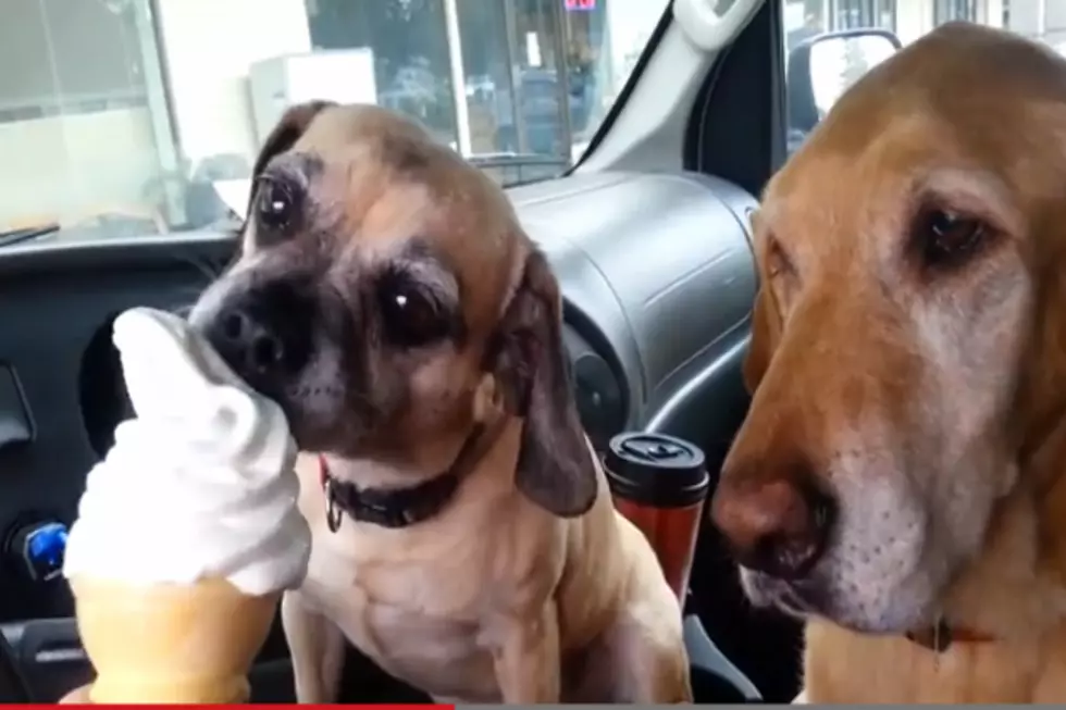 Ruh Roh! Two Dogs Share One Ice Cream Cone [Video]
