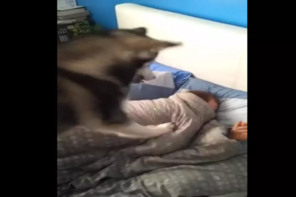 Husky Dog Wake Up Call Is Hilarious [Video]
