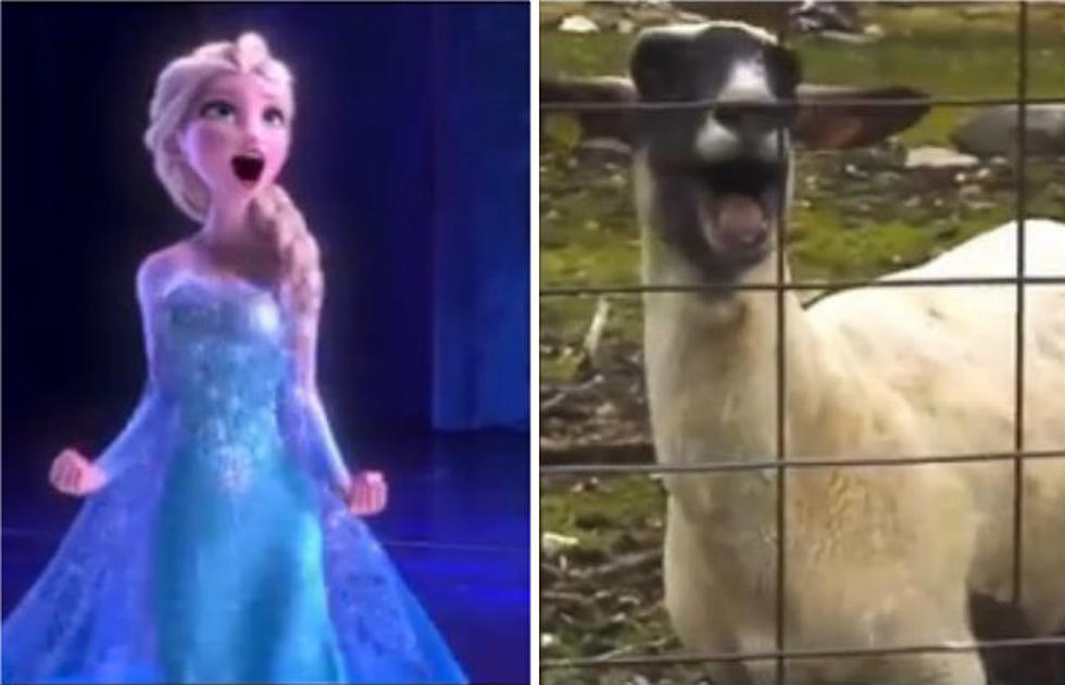 Goat Version of 'Frozen' Song - Let It Goat - Is Pure Awesome