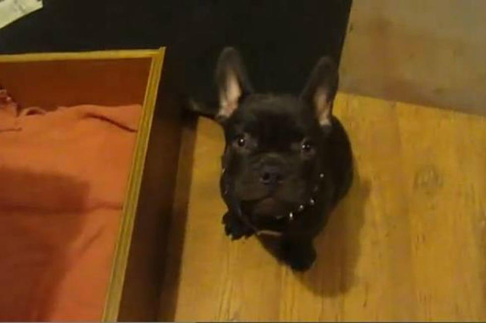 Frog The French Bulldog Puppy Isn’t Ready For Bed Yet [Video]