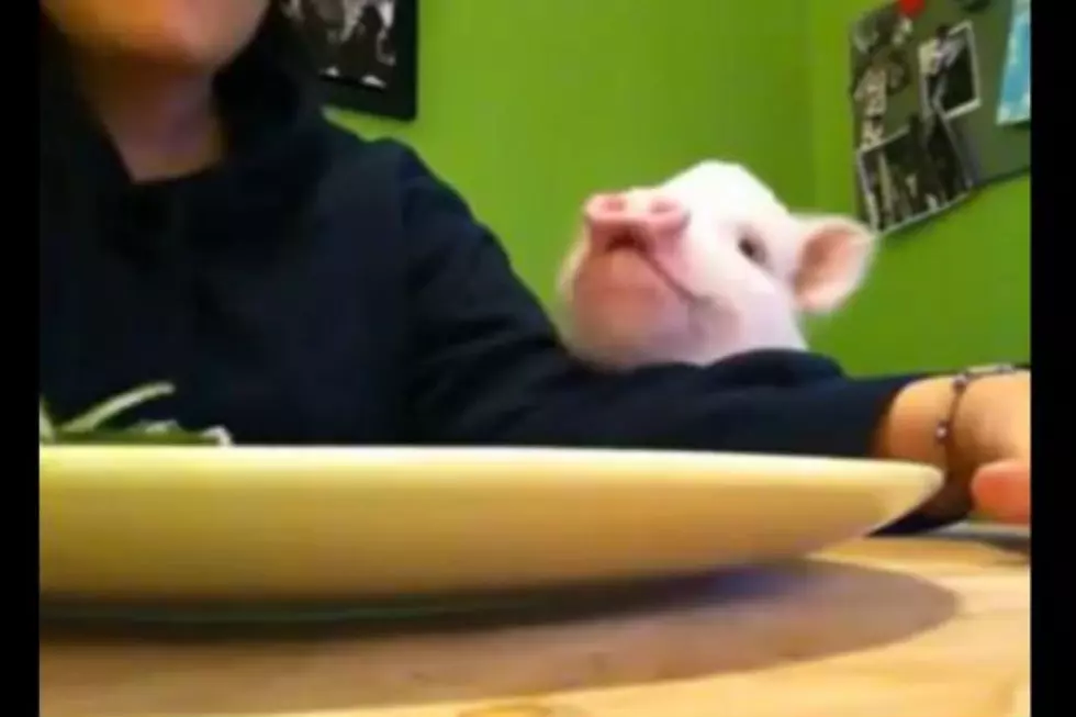 Watch Very Polite Pig Beg For Salad [Video]
