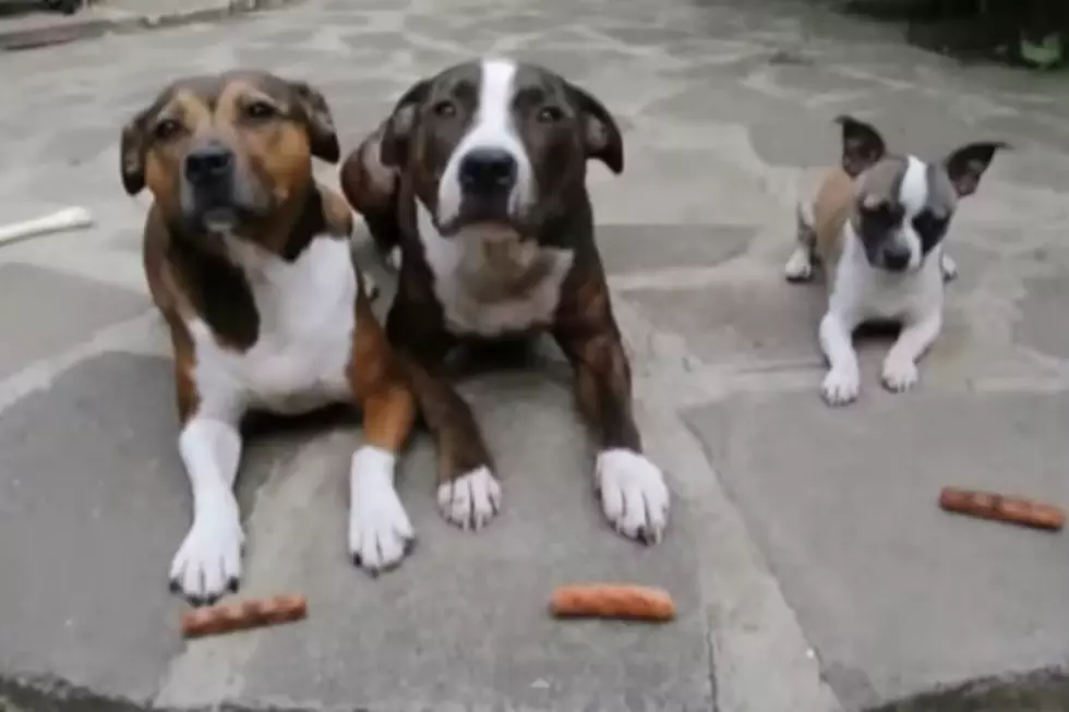 One of These Dogs Will Have You LOL&#8217;ing in :17 Seconds! [VIDEO]