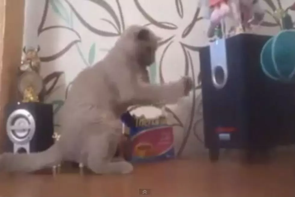 Confused Cat Tries To Capture Sound Waves [Video]